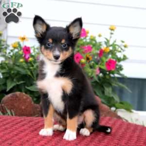 Ethan, Sheltie Puppy