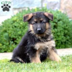 Ethan, German Shepherd Puppy