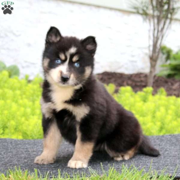 Eva, Pomsky Puppy