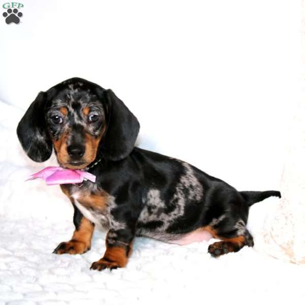 Eva, Dachshund Puppy