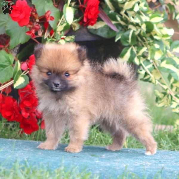 Eva, Pomeranian Puppy