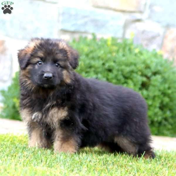 Eva – Longhaired, German Shepherd Puppy