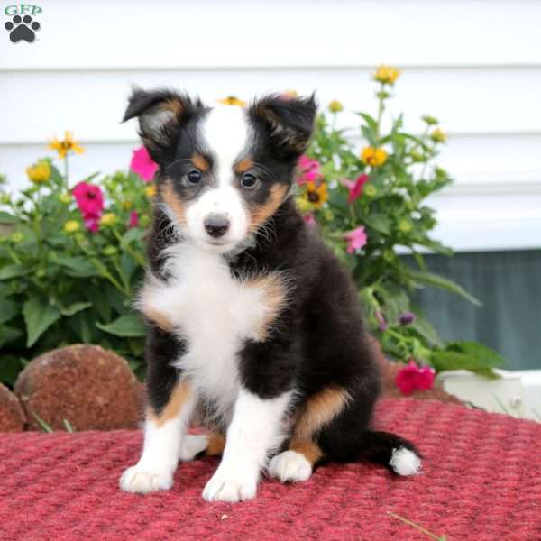 Eva, Sheltie Puppy