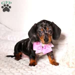 Eva, Dachshund Puppy