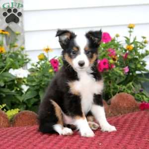 Eva, Sheltie Puppy