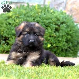 Eva – Longhaired, German Shepherd Puppy