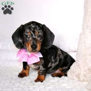 Eva, Dachshund Puppy