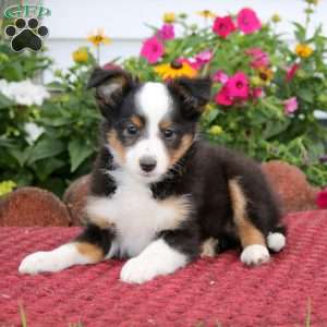 Eva, Sheltie Puppy