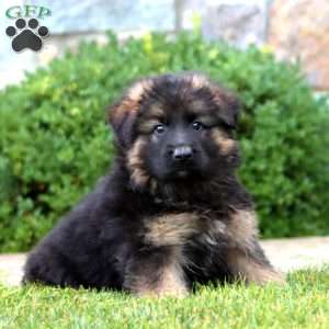 Eva – Longhaired, German Shepherd Puppy