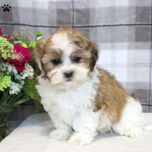 Evan, Teddy Bear Puppy