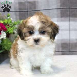 Evan, Teddy Bear Puppy