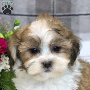 Evan, Teddy Bear Puppy