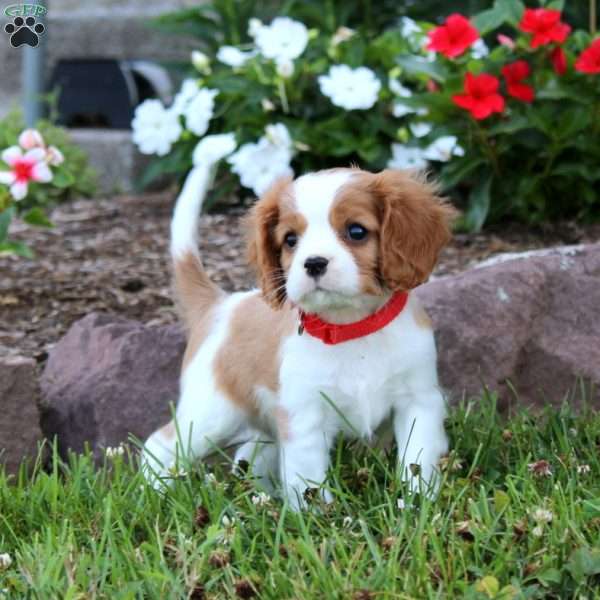 Evan, Cavalier King Charles Spaniel Puppy