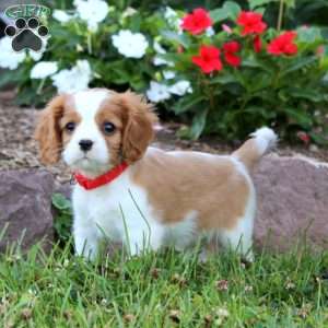 Evan, Cavalier King Charles Spaniel Puppy