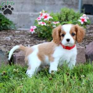 Evan, Cavalier King Charles Spaniel Puppy