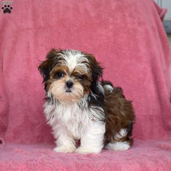 Eve, Shih Tzu Puppy
