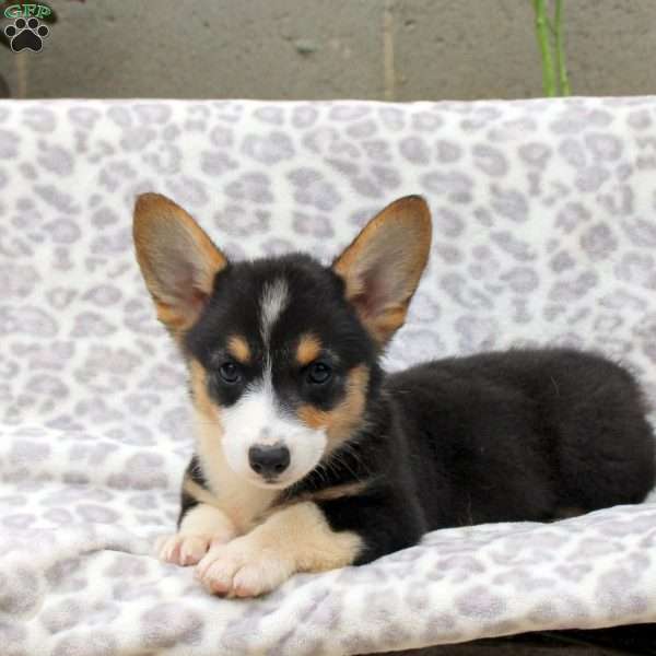 Everest, Pembroke Welsh Corgi Puppy