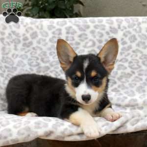 Everest, Pembroke Welsh Corgi Puppy