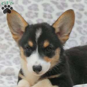 Everest, Pembroke Welsh Corgi Puppy