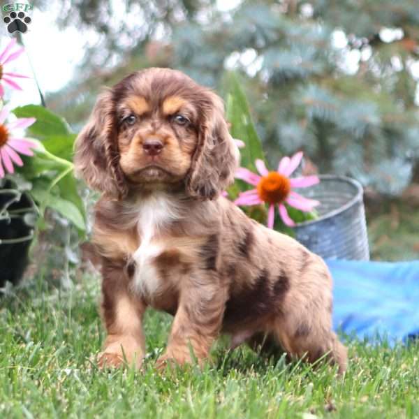 Everest, Cocker Spaniel Puppy