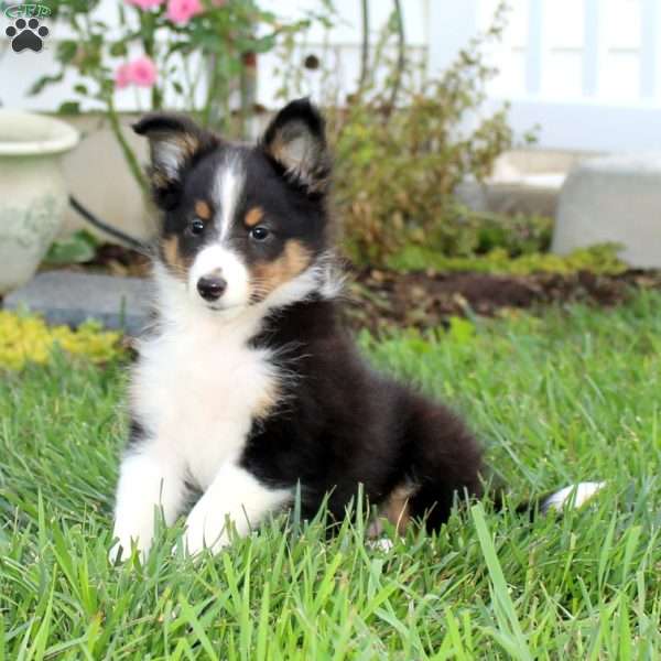 Everest, Sheltie Puppy