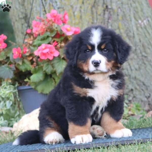 Everest, Bernese Mountain Dog Puppy