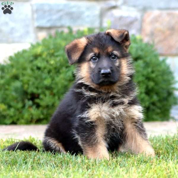 Everest, German Shepherd Puppy