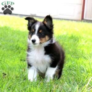 Everest, Sheltie Puppy
