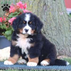 Everest, Bernese Mountain Dog Puppy