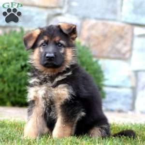 Everest, German Shepherd Puppy