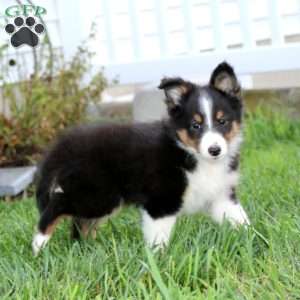 Everest, Sheltie Puppy