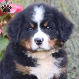 Everest, Bernese Mountain Dog Puppy