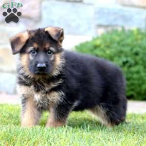 Everest, German Shepherd Puppy