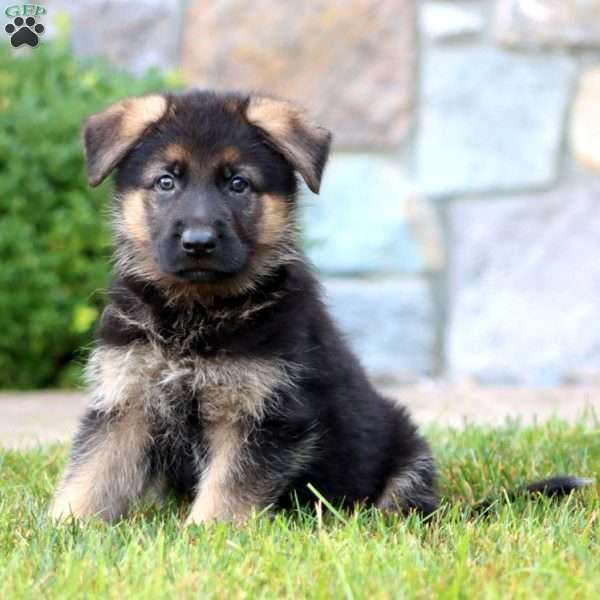 Ezra, German Shepherd Puppy