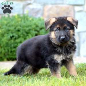 Ezra, German Shepherd Puppy