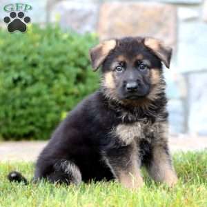 Ezra, German Shepherd Puppy