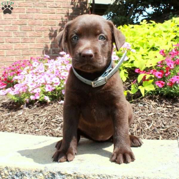 Fable, Chocolate Labrador Retriever Puppy