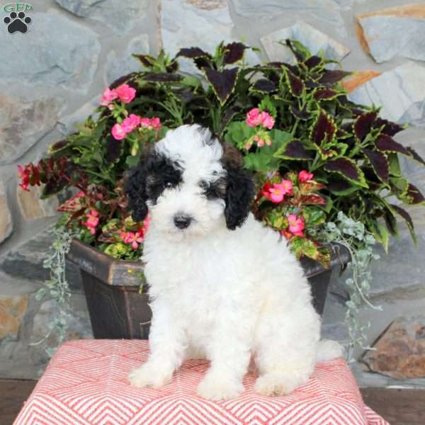 Fable, Miniature Poodle Puppy