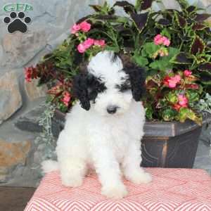 Fable, Miniature Poodle Puppy