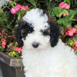 Fable, Miniature Poodle Puppy