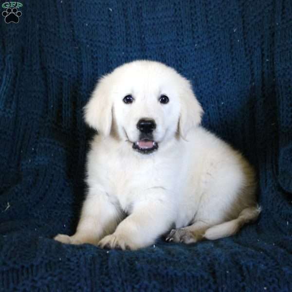Fae, English Cream Golden Retriever Puppy