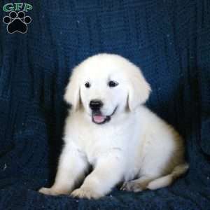 Fae, English Cream Golden Retriever Puppy