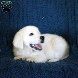 Fae, English Cream Golden Retriever Puppy
