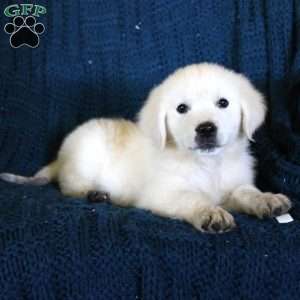 Fairytale, English Cream Golden Retriever Puppy