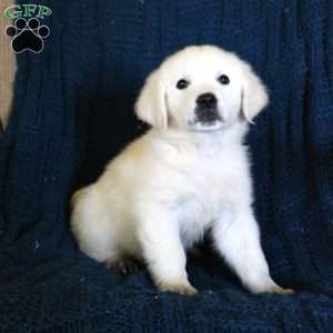 Fairytale, English Cream Golden Retriever Puppy
