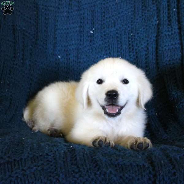 Fairytale, English Cream Golden Retriever Puppy