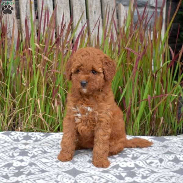 Faith, Mini Goldendoodle Puppy