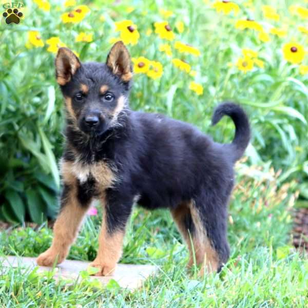 Fancy, German Shepherd Puppy