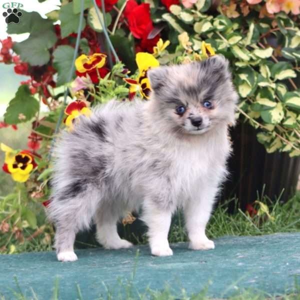 Fancy, Pomeranian Puppy