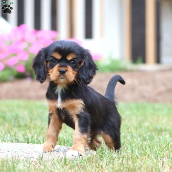 Fancy, Cavalier King Charles Spaniel Puppy